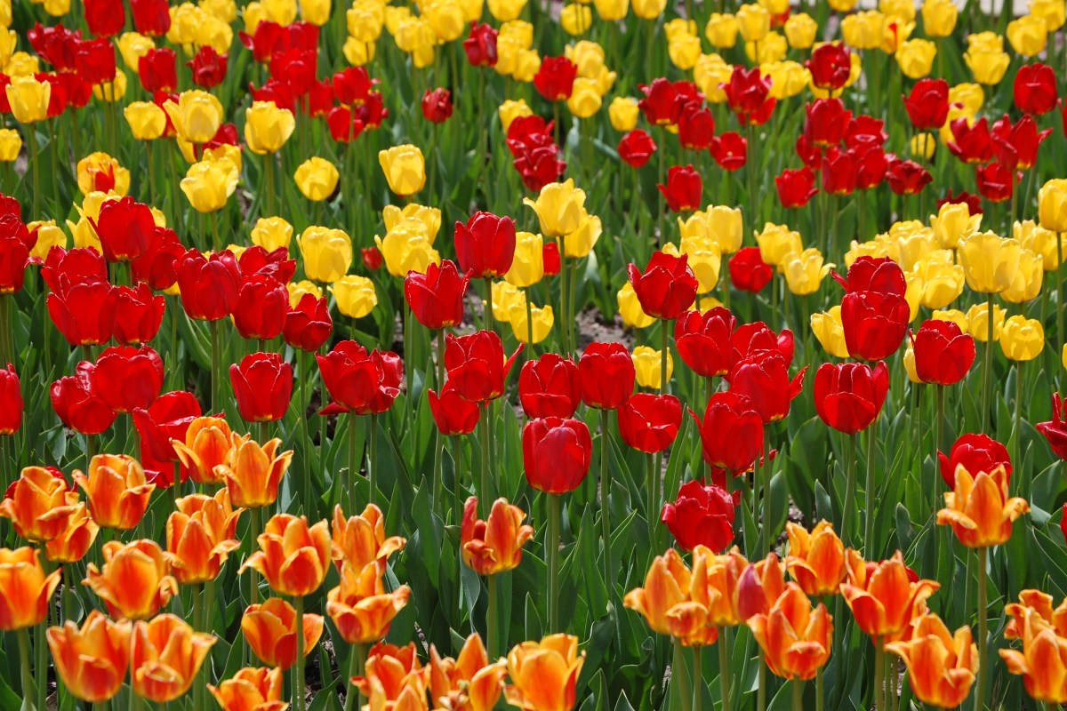 Multi-colored tulips in bloom
