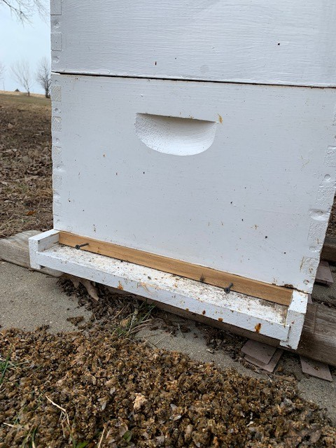 dead bees in front of hive
