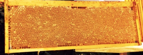 frame of capped honey