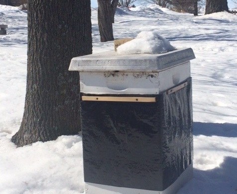 bee hive in winter
