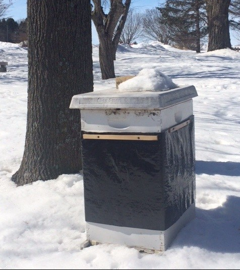 bee hive in winter